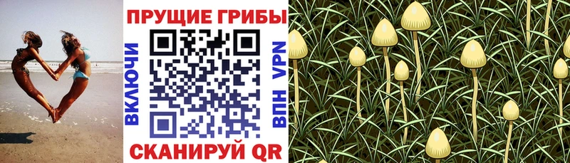 Псилоцибиновые грибы GOLDEN TEACHER Слюдянка